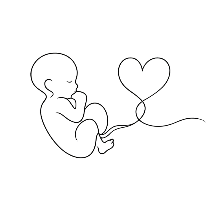 Line drawing of a curled newborn, its cord tracing a single continuous heart.